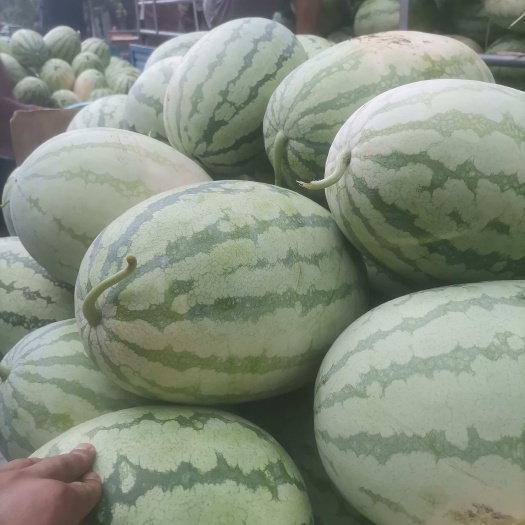 西农西瓜 湖北省天门市天门市 1茬