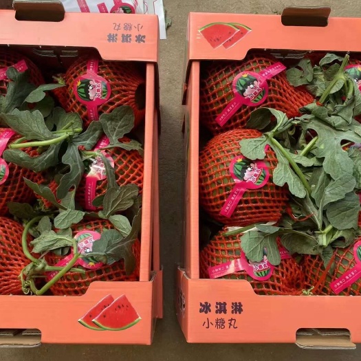 山东青州小吊瓜