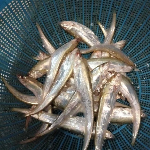 滨州小刀鱼