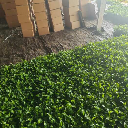 饶阳县白术苗