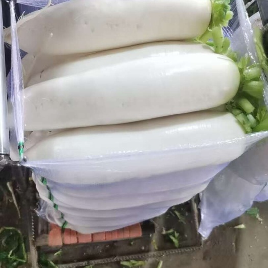重庆潼南精品白萝卜大量供应，走精品路线，四排五排欢迎咨询