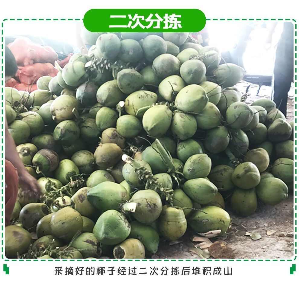 海南椰子椰青