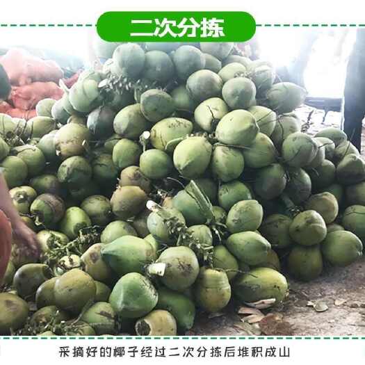 海口海南椰子椰青