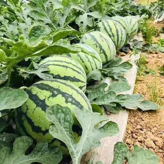 夏邑县西瓜河南夏邑西瓜之乡麒麟西瓜美都西瓜头茬无籽西瓜8424