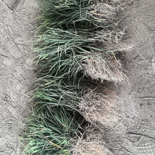 襄樊中叶麦冬草细叶麦冬草玉龙草