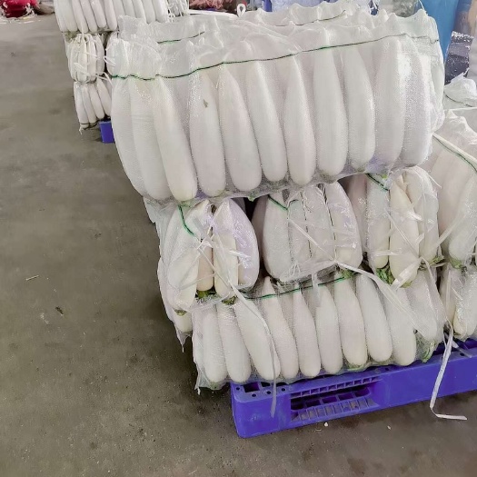 沙洋县沙洋春萝卜大量上市，质量越来越好