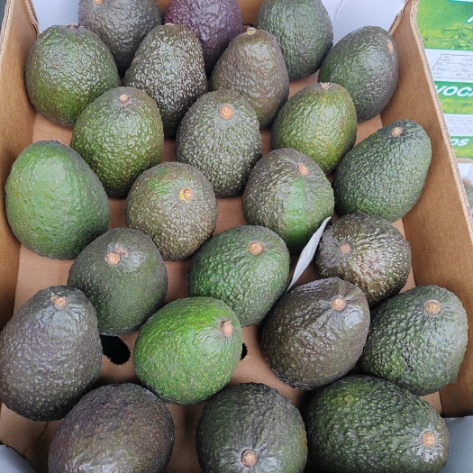 广州即食牛油果熟哈斯牛油果餐饮奶茶店批发