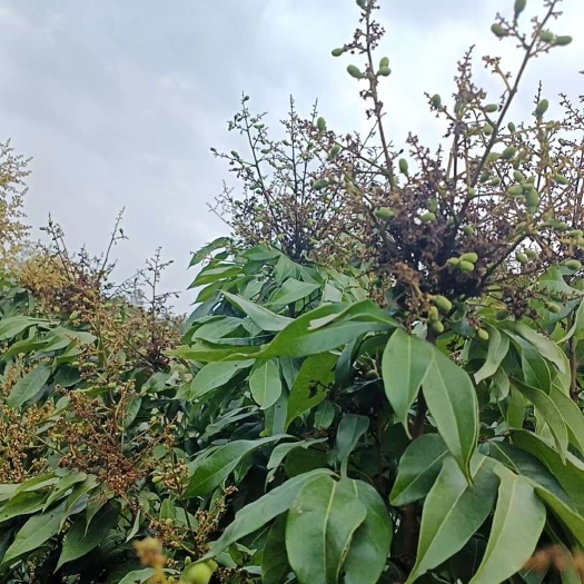 有需要荔枝的老板可以提前联系了，5月开售灵山马达村妃子笑