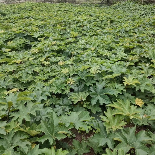 峨边县大通草苗根