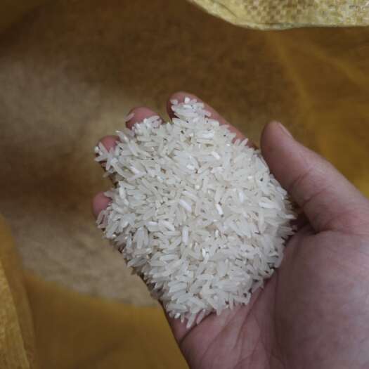 沅陵县中稻 品优量大