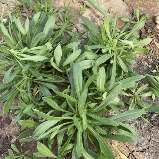 莘县山东聊城莘县新鲜面条菜 野生蔬菜批发 当季时蔬 绿色健康食材