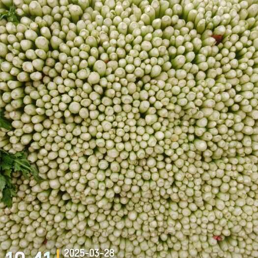 柘城县河南柘城芹菜大量上市