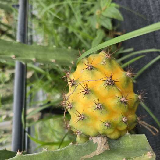 三亚海南燕窝果 优惠