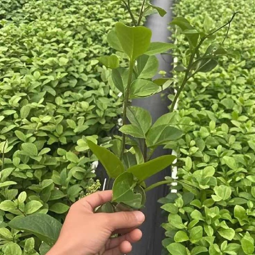 灵山县钦蜜九号嫁接苗