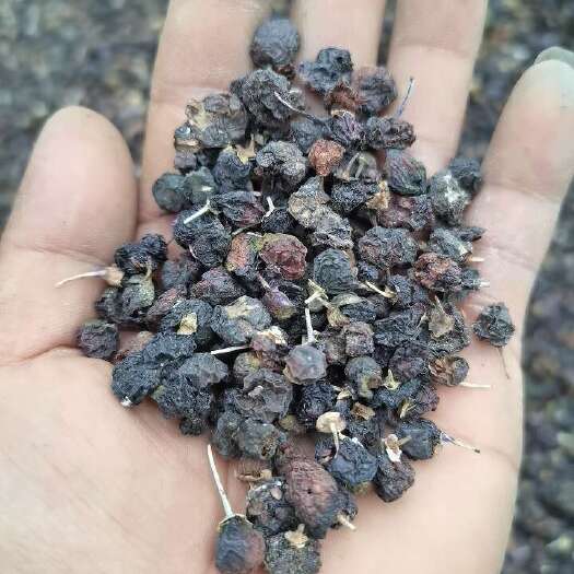 玉门市精品油果  黑枸杞