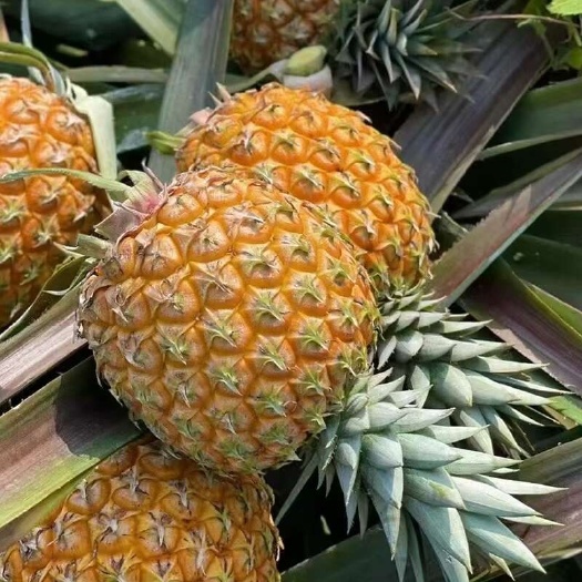 海口海南芒果凤梨急需要对接一件代发，市场，商超高端水果