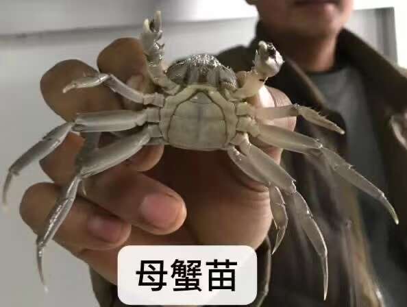 淮安蟹苗，扣蟹苗