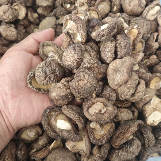 香菇产地直发 干度好 冬菇新菇肉厚无根花菇金钱菇一手货源包邮