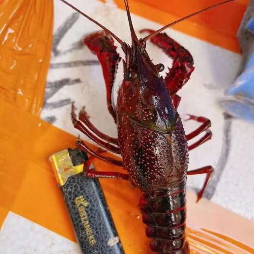 洪湖市小龙虾炮头，高档餐饮酒店产品