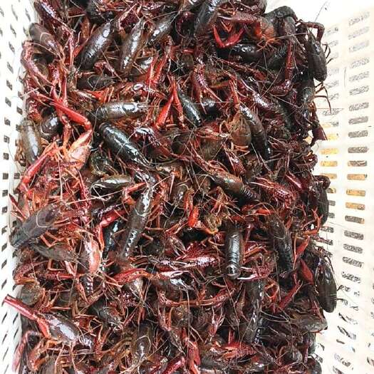 益阳456中青