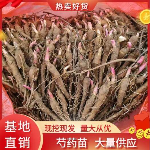 芍药苗优质芍药苗大量供应芍药苗品质保证基地直发一次合作终身朋