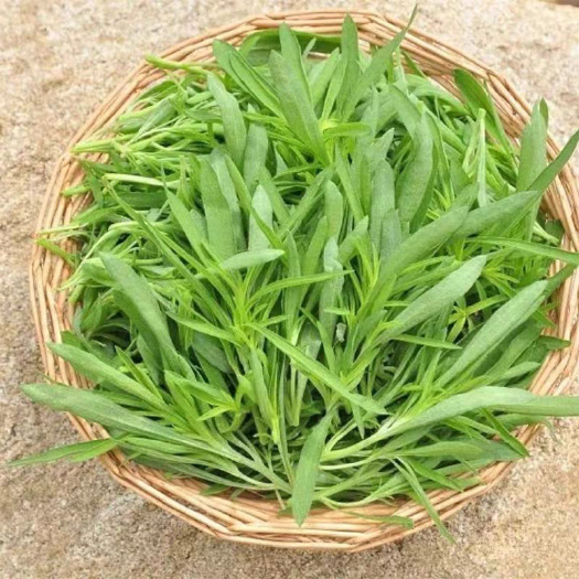 莘县山东聊城莘县新鲜扫帚菜 绿色健康食材 批发零售均可一手货源