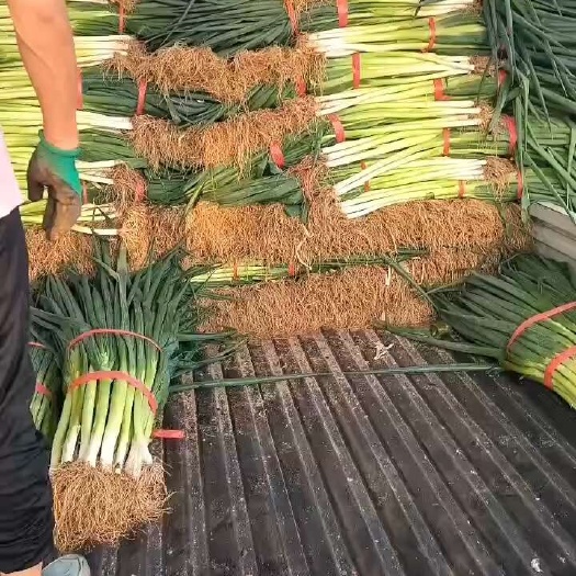 大葱，长白大葱，地膜葱