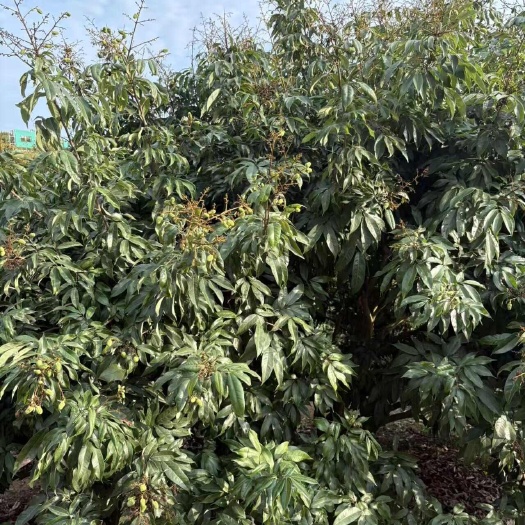 灵山县广西灵山妃子笑荔枝新鲜采摘现发货热带水果批发