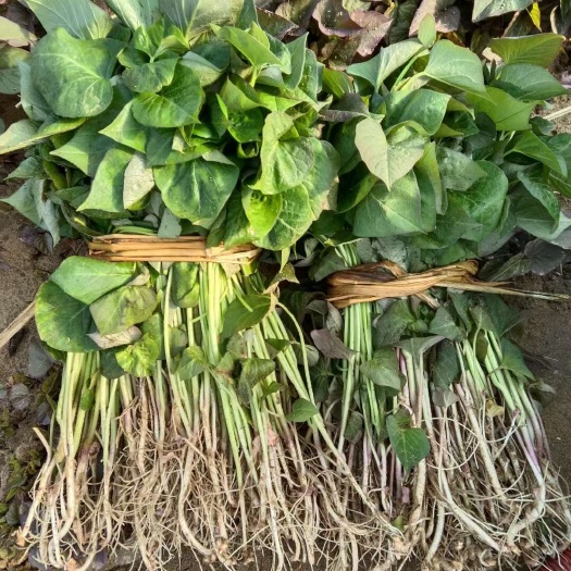 红薯苗育苗基地多品种热卖中！红薯苗有烟薯25、哈蜜、早丰…