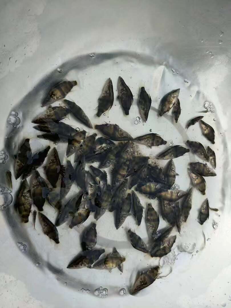 鳜鱼苗