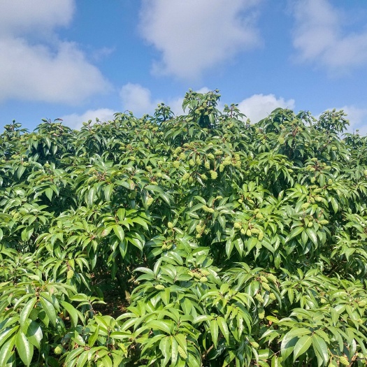 海口海口永兴火山岩荔枝王，五月底上市，