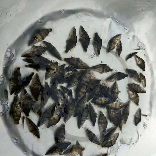 鳜鱼苗