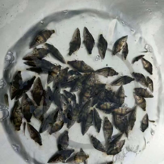 南京鳜鱼苗