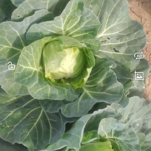 凤台县润玉甘蓝，百亩基地
