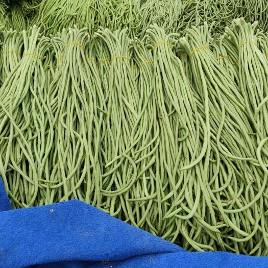 宿州青条豆角大量有货