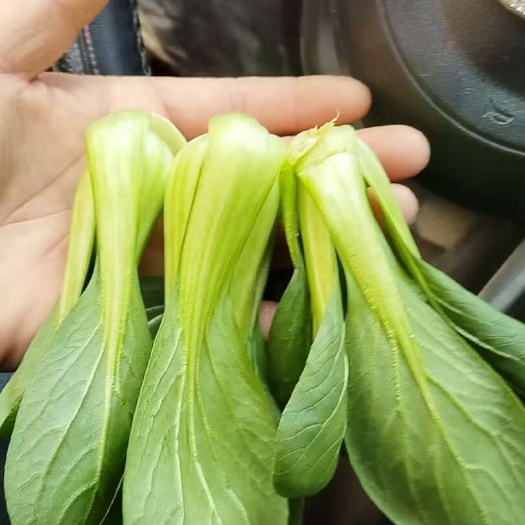 西安【上海小青菜/奶白菜】 欣桥云批 24小时发货