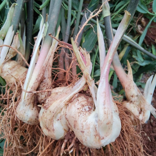 蓬溪县多年生种植黄精/多花高杆姜形黄精