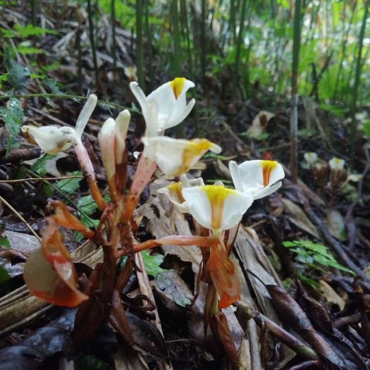 蒙山县砂仁苗种