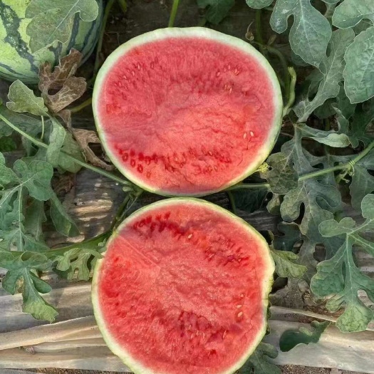 夏邑县夏邑原棚精品无籽美都，一手货源产地直发！