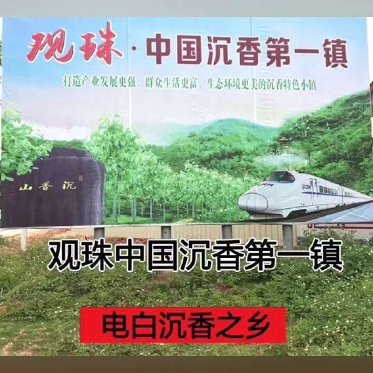 茂名精品棋楠苗