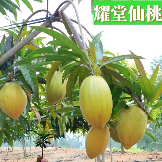 耀堂仙桃树苗