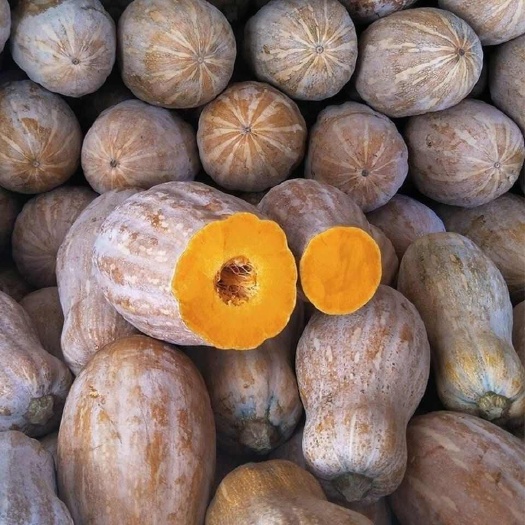 昆明【坏果包赔】蜜本老南瓜新鲜甜糯宝宝辅食农家黄皮南瓜长南瓜