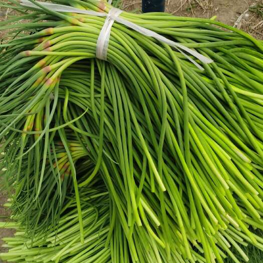 商河县大量便宜蒜苔上市