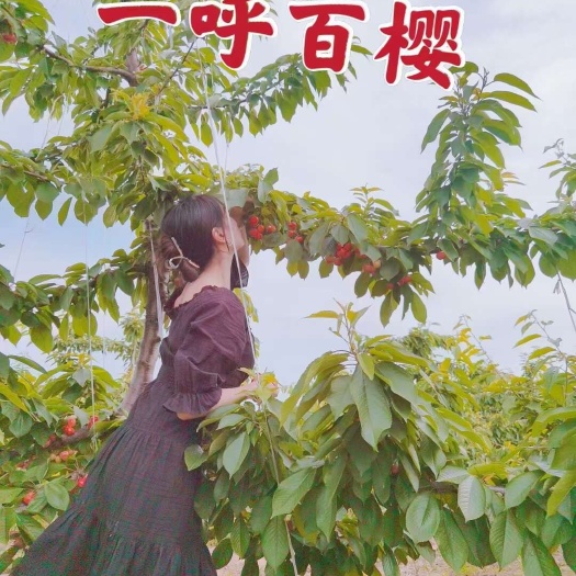曲沃县樱桃自家种植，纯绿色，好吃
