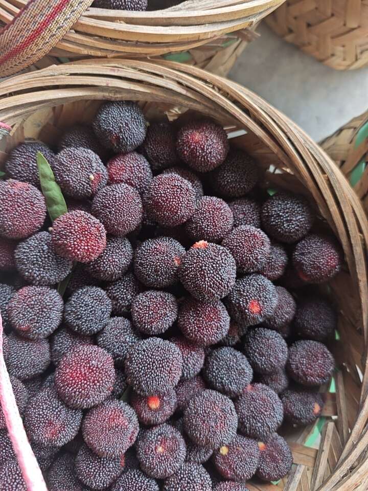 硬丝杨梅，纯甜500斤起批。