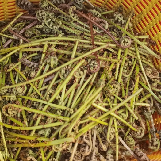 虎林市猴腿菜
