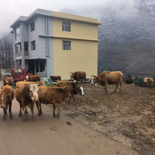 大方县贵州本地黄牛自然放牧。一年四季差不多都在山上