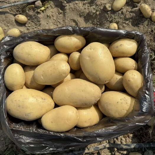 城固县陕南土豆大量上市黄心土豆白心土豆沃土全国接车