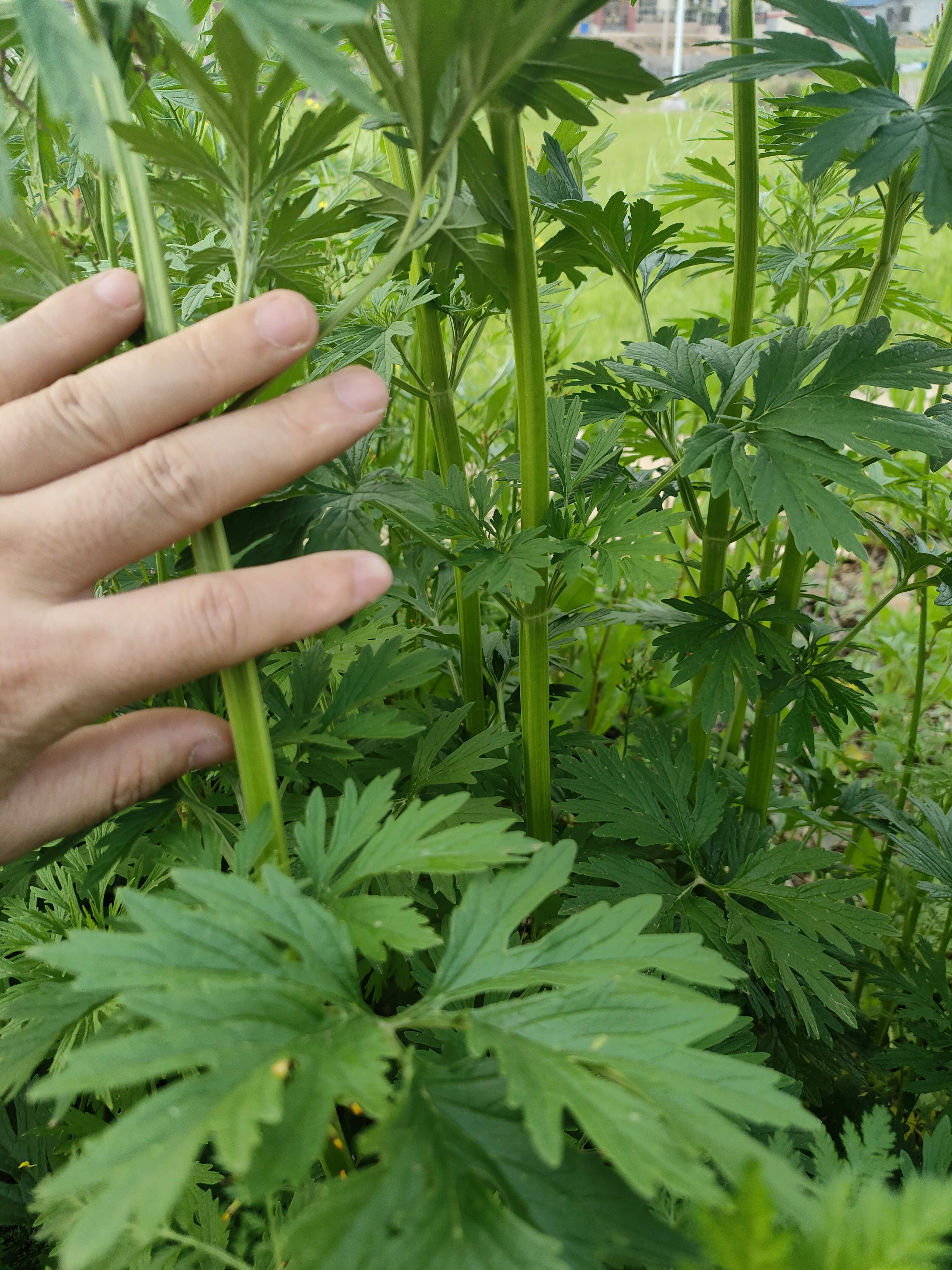 紫花益母草大量供应。