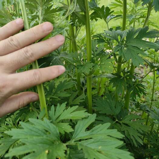 阳新县紫花益母草大量供应。